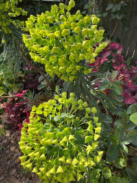 Euphorbia characias subsp. characias seeds