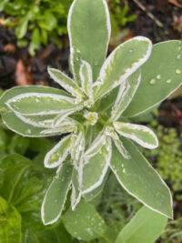 Euphorbia marginata 'Kilimanjaro' seeds