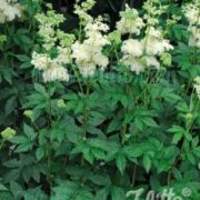 Filipendula ulmaria seeds - (Meadowsweet)