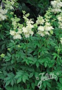 Filipendula ulmaria seeds - (Meadowsweet)