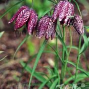Fritillaria meleagris seeds