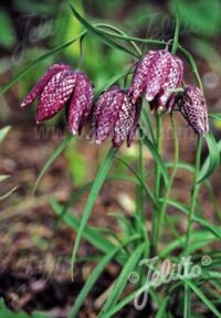 Fritillaria meleagris seeds