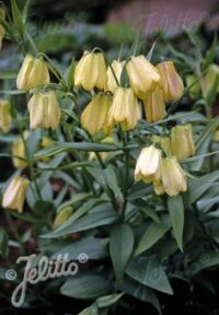 Fritillaria pallidiflora