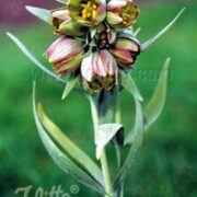 Fritillaria pontica seeds - ( The Pontic fritillary)