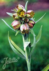 Fritillaria pontica seeds - ( The Pontic fritillary)