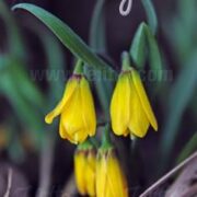 Fritillaria pudica seeds - ( Yellow fritillary)