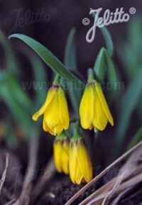 Fritillaria pudica seeds - ( Yellow fritillary)