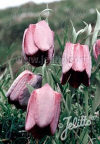 Fritillaria tubiformis seeds - ( Fritillary)