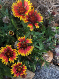Gaillardia aristata "Arizona Sun' seeds - ( Blanket Flower)