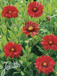 Gaillardia aristata 'Burgundy' seeds - (Blanket Flower)