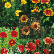 Gaillardia aristata 'Monarch Large Flowered Mix' seeds - (Blanket flower)