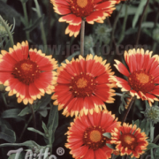 Gaillardia aristata 'Torchlight ' plants - (Blanket Flower)