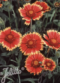 Gaillardia aristata 'Torchlight ' plants - (Blanket Flower)