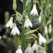 Galtonia candicans seed -( Summer hyacinth, Ornithogalum)
