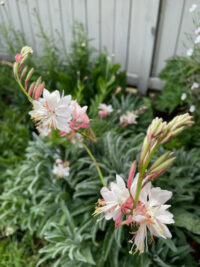 Gaura lindheimeri 'Summer Breeze'  plants