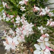 Gaura lindheimeri 'The Bride' seeds