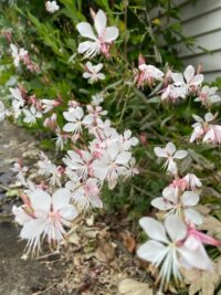 Gaura lindheimeri 'The Bride' seeds
