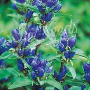 Gentiana makinoi-hybr 'Royal Blue' (cold treated)  - ( Blue Gentian)