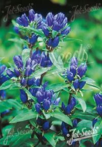 Gentiana makinoi-hybr 'Royal Blue' (cold treated)  - ( Blue Gentian)