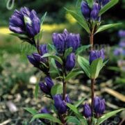 Gentiana triflora var. japonica seeds. - ( Gentian)