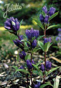 Gentiana triflora var. japonica seeds. - ( Gentian)