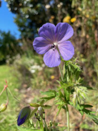Geranium wallichianum 'Buxton's Variety ' seeds - ( Buxton's Blue) - Image 2