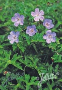 Geranium bohemican 'Orchid Blue' plants