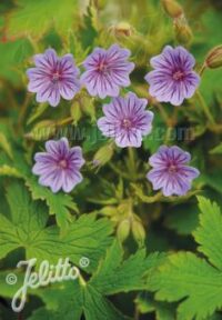 Geranium bohemican 'Orchid Blue' seeds