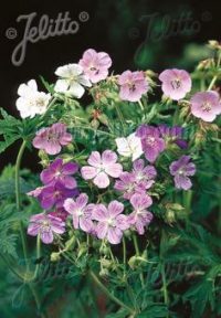 Geranium pratense 'Painters Palette' seeds - ( Meadow Cranesbill)