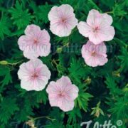 Geranium sanguineum var striatum seeds 'Vision Light Pink'- (Bloody Cranesbil