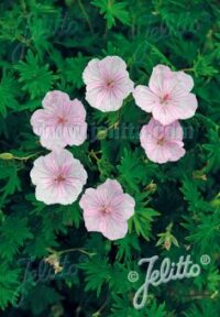 Geranium sanguineum var striatum seeds 'Vision Light Pink'- (Bloody Cranesbil
