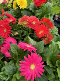 Gerbera jamesonii F2-hybrid 'T & M Mixed' seeds - (Barberton Daisy, Transvaal Daisy) - Image 2