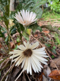 Gerbera jamesonii 'California Giants Mixed' seeds - Image 2