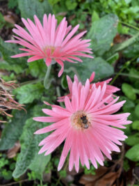 Gerbera jamesonii 'California Giants Mixed' seeds