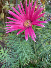 Gerbera jamesonii 'California Giants Mixed' seeds - Image 4