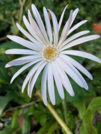 Gerbera jamesonii 'California Giants Mixed' seeds - Image 5