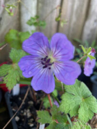 Geranium wallichianum 'Buxton's Variety' plants