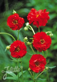 Geum chiloense 'Blazing Sunset' seeds - ( Avens)