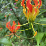 Gloriosa superba seeds - ( Flame Lily, Glory Lily)