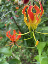 Gloriosa superba seeds - ( Flame Lily, Glory Lily)