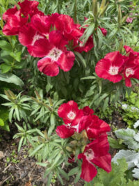 Godetia grandiflora 'Grace Formula Mix'  seeds - ( Clarkia, Farewell to Spring)