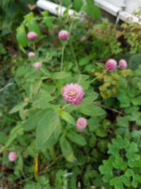 Gomphrena globosa 'QIS Pink' seeds