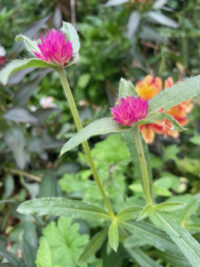 Gomphrena haageana 'QIS Carmine' seeds