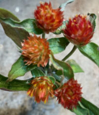 Gomphrena haageana 'QIS Orange' seeds - (Globe amaranth)