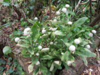 Gomphrena globosa 'Qis White' seeds - (Globe Amaranth)