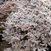 Goniolimon  tartaricum seeds -  (German Statice, Limonium)