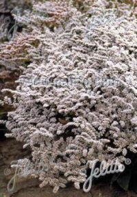 Goniolimon  tartaricum seeds -  (German Statice, Limonium)