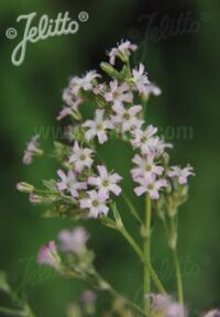 Gypsophila pacifica seeds - ( Pink Baby's Breath) - Image 2