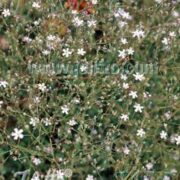Gypsophila pacifica seeds - ( Pink Baby's Breath)