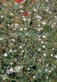 Gypsophila pacifica seeds - ( Pink Baby's Breath)
